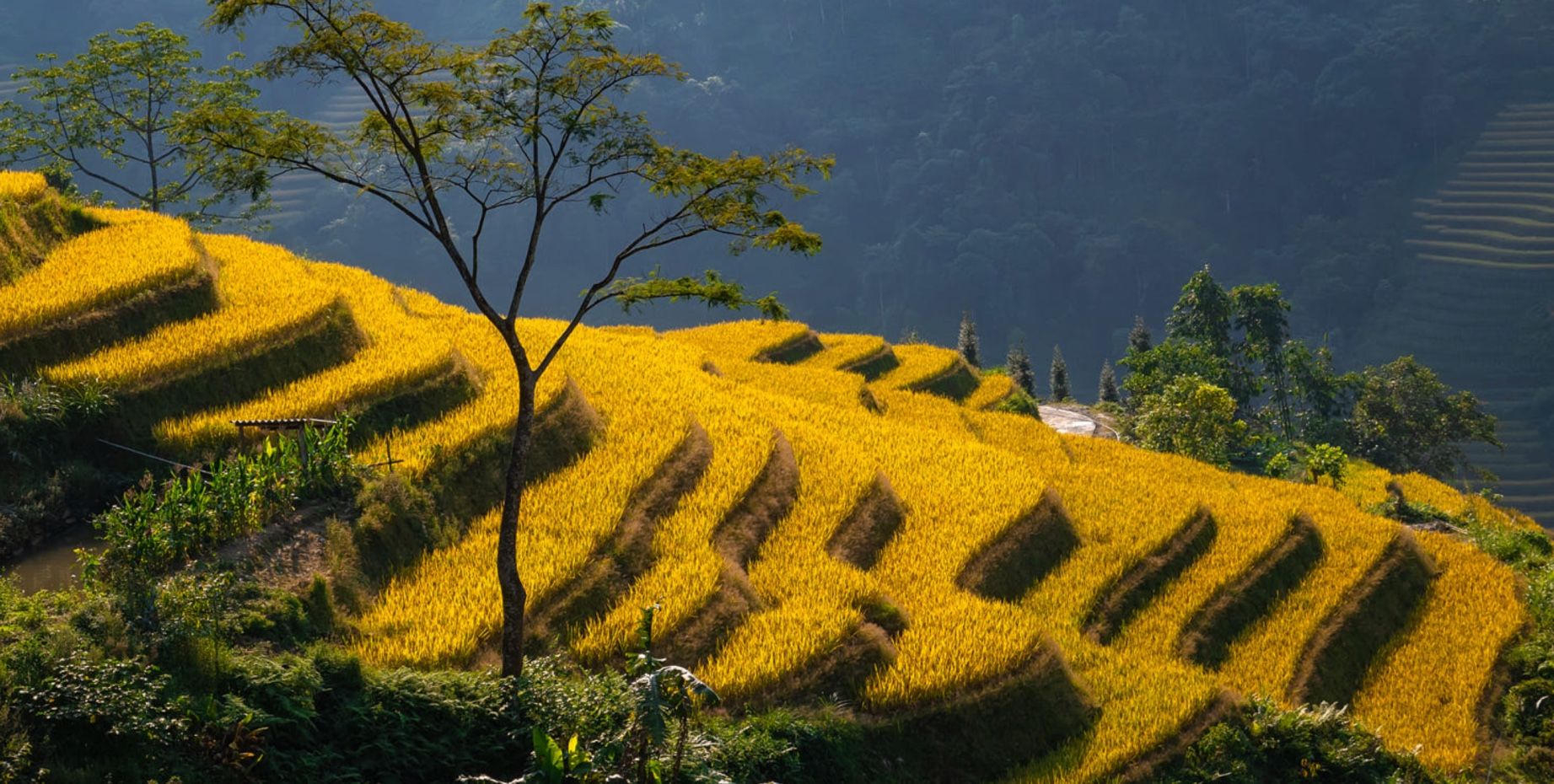 rice terraces in Hoang Su Phi vietnam