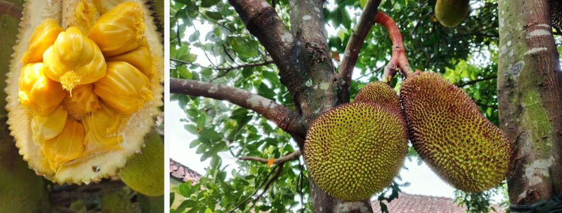 cambodian orange jackfruit