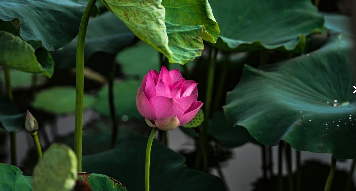 lotus flower