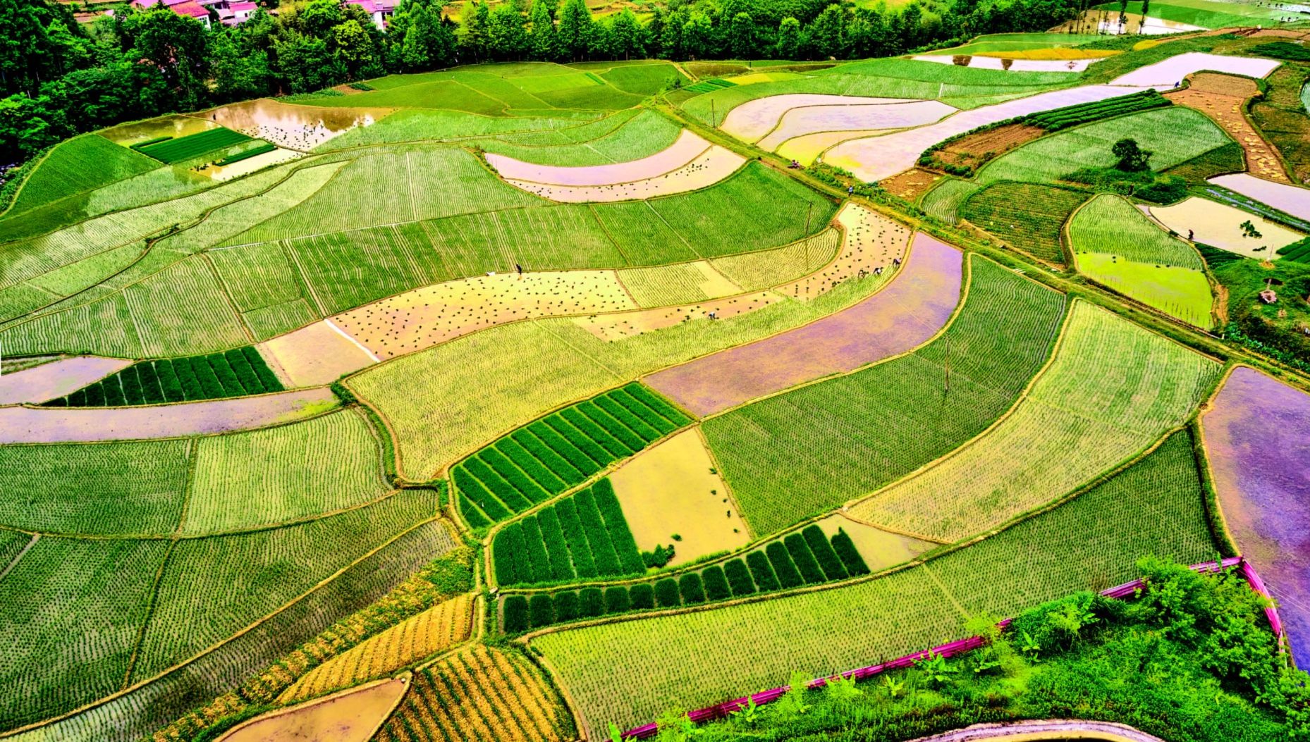 Paddy Rice Fields in Can Tho, An Giang, Mekong Delta