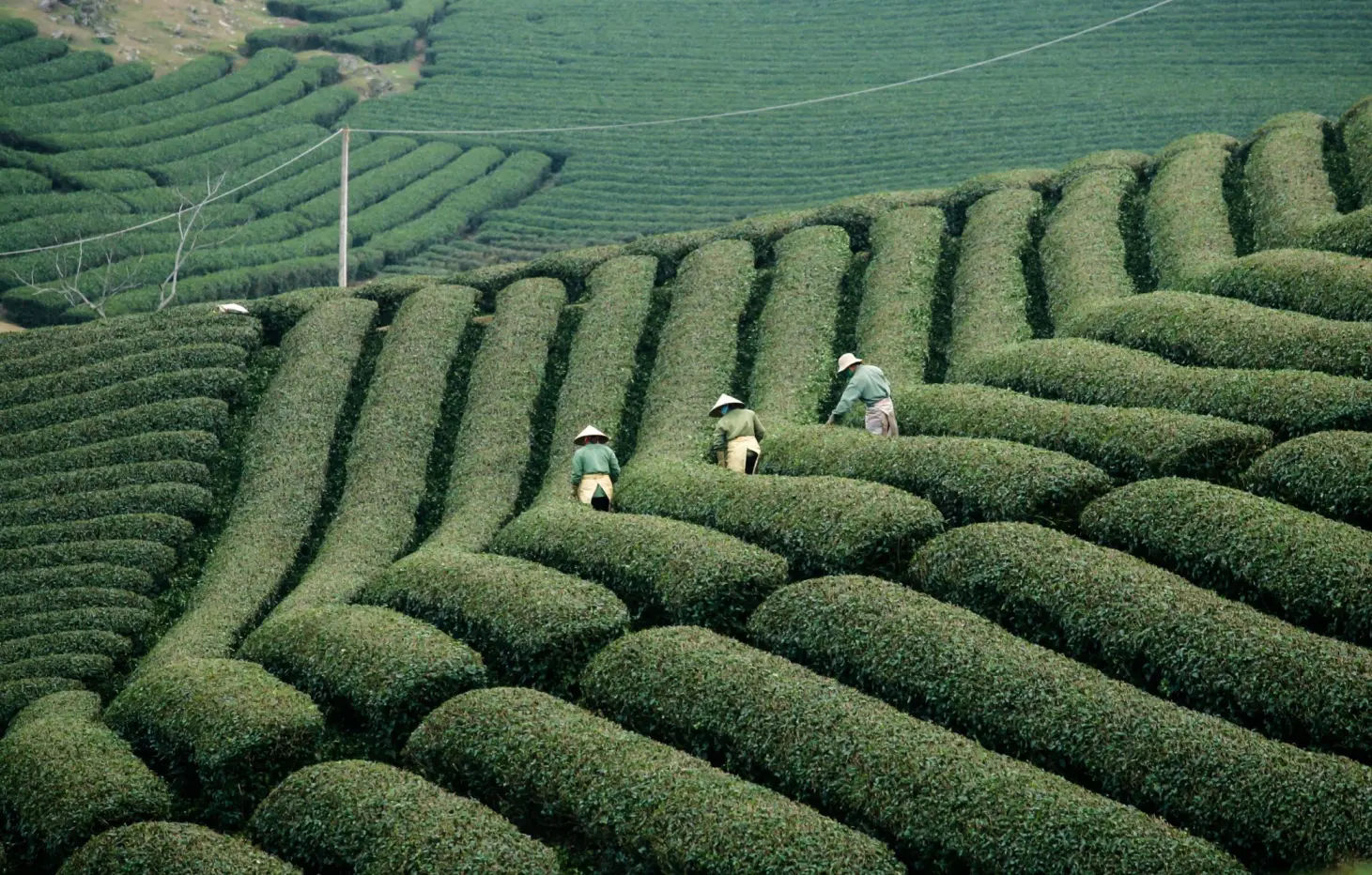moc chau tea plantations - must see, less visited place within few hours from hanoi