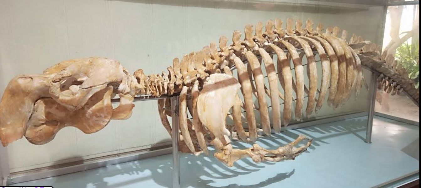 National Oceanographic Museum of Vietnam