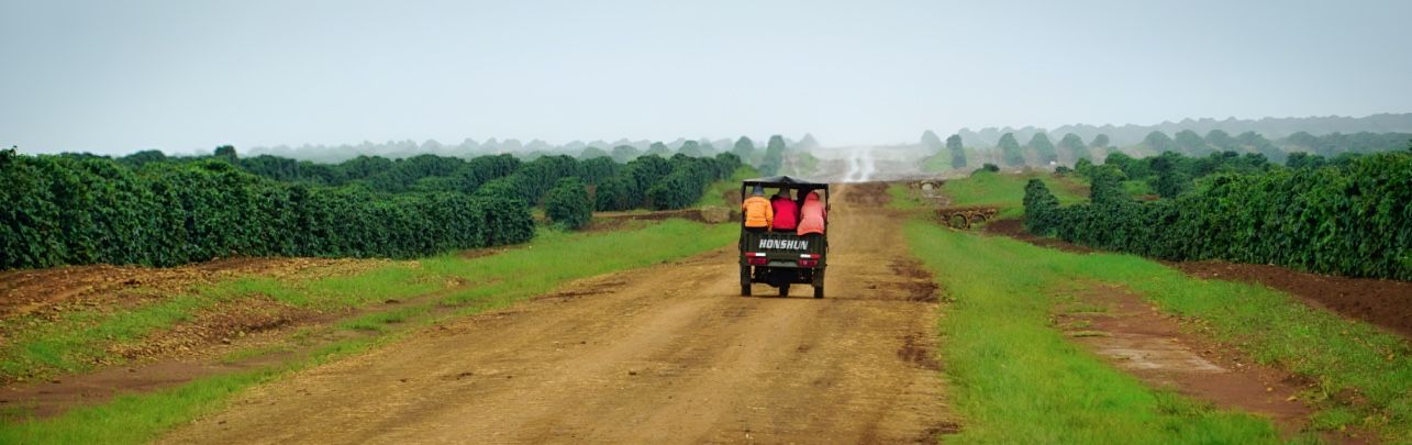 the coffee plantation in Dak Lak