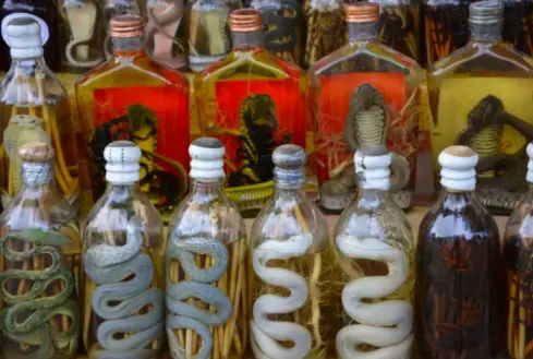 vietnamese snake whisky - popular in hanoi and Mekong Delta