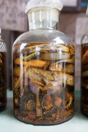 the cobra snake wine is the most popular and most expensive one in vietnam