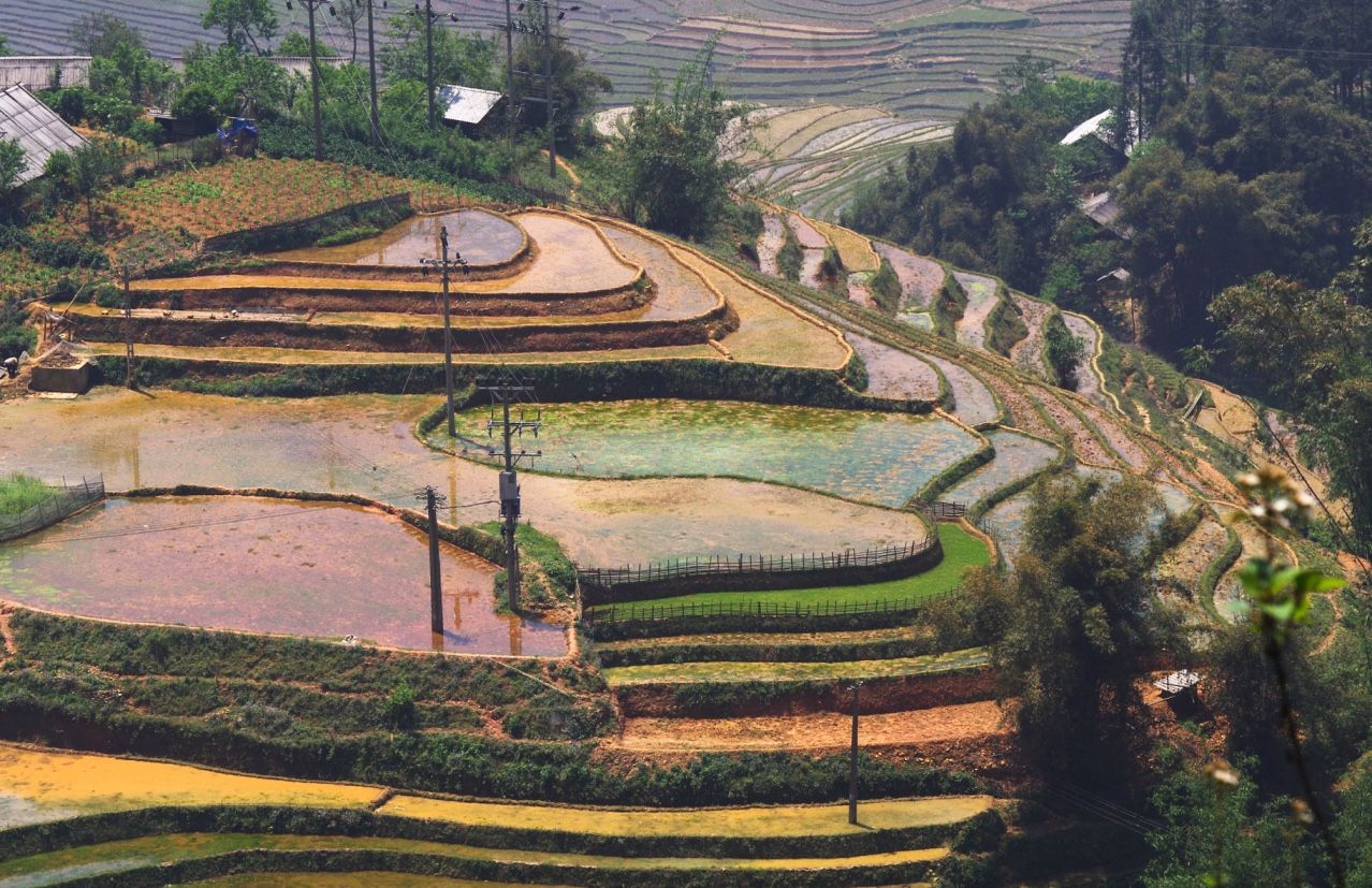 terraced rice fields