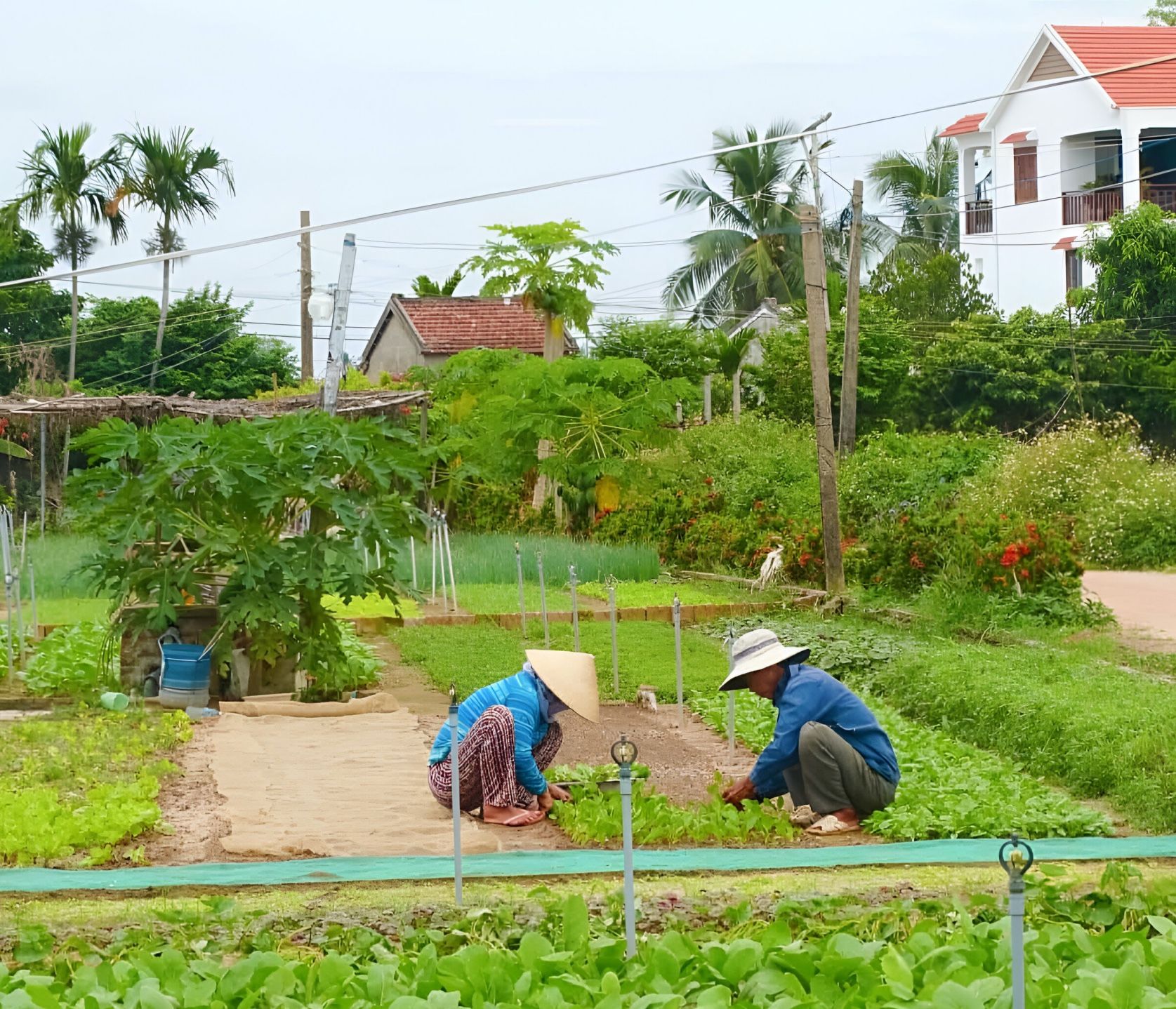 tra que village - near Hoi An