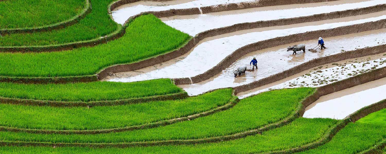 ha Giang rice fields