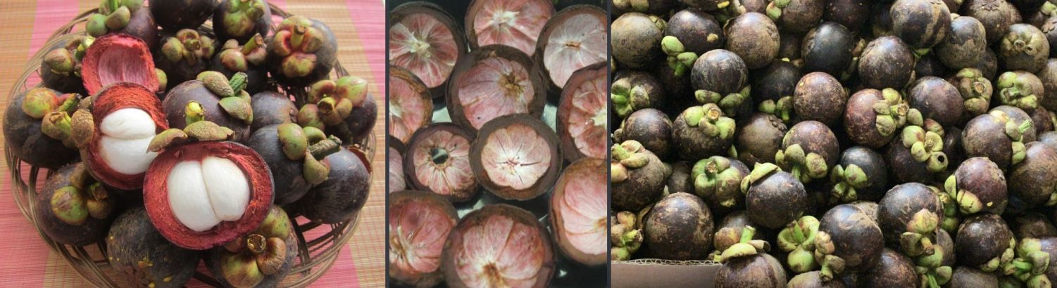 Mangosteen is one of unique Cambodia Fruits