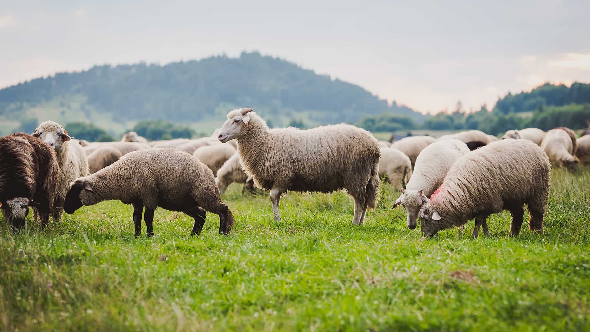sheep farm near Vung Tau Vietnam