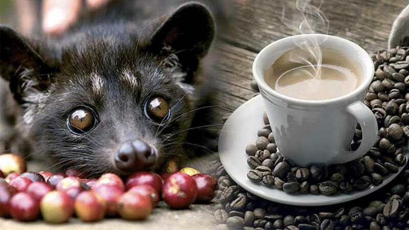 weasel coffee
