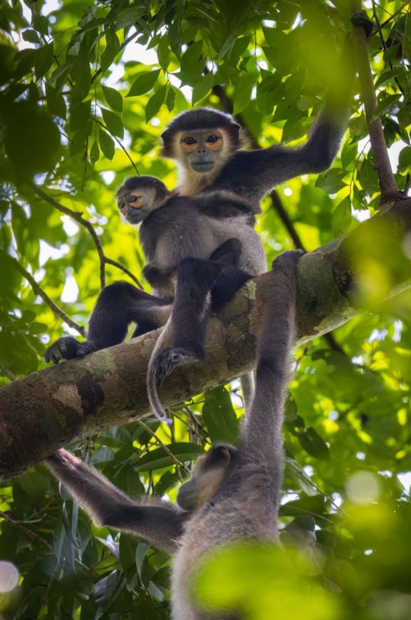 wild gibbon trek at cat tien national park