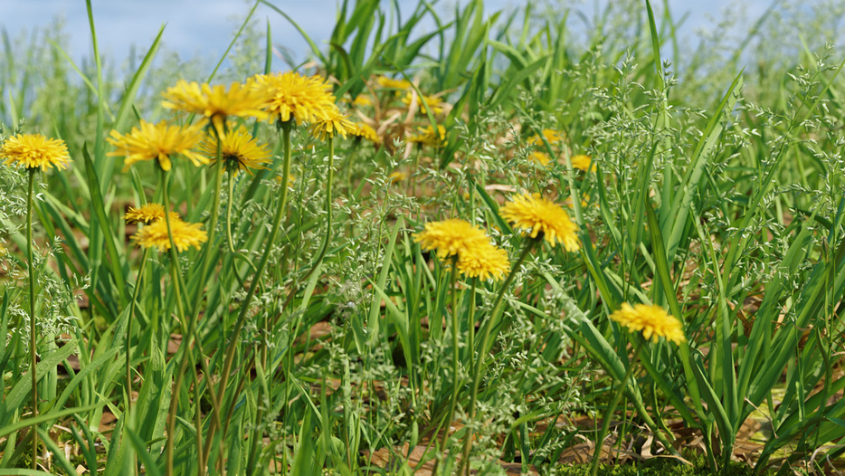 Gras met paardenbloemen, test met de nieuwe Graswald-plugin voor Blender 3D, afb.1