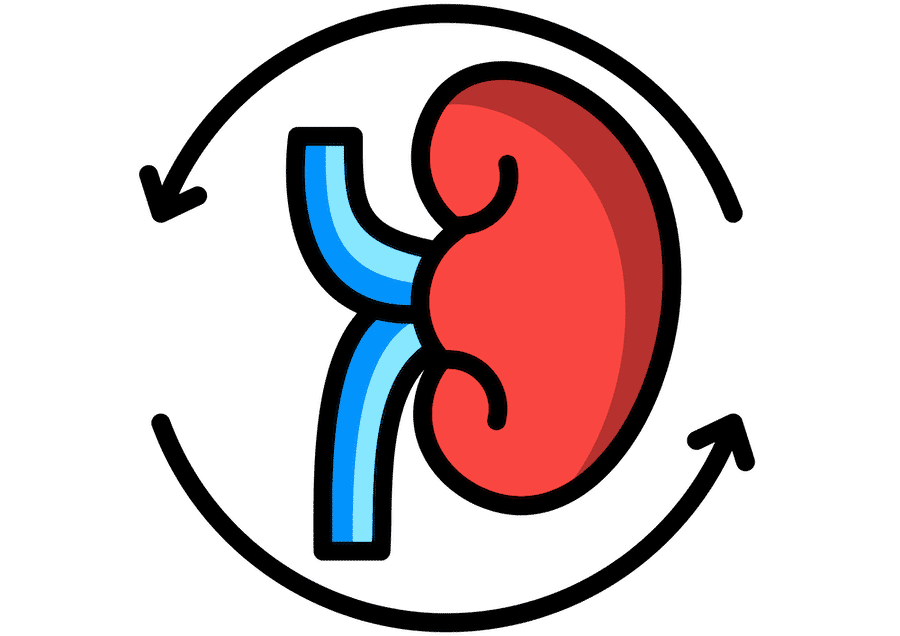 Renal Transplant illustration