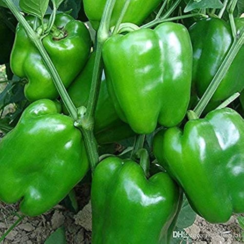 Organic Capsicum Green/ Shimla Mirch - 250 GM thumbnail 2