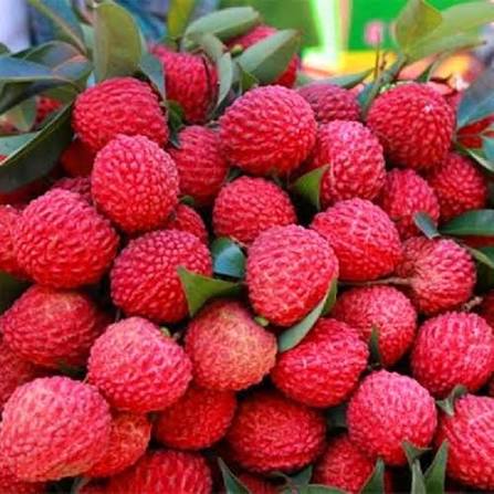 Fresh Litchi Premium Grade