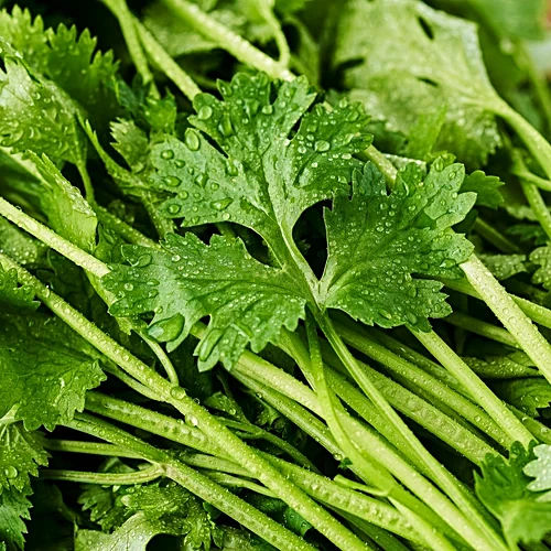 Coriander Leaves, 100 g thumbnail 3