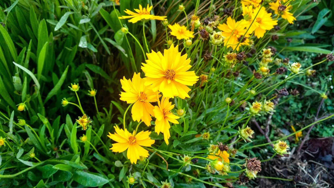 nepal_flowers