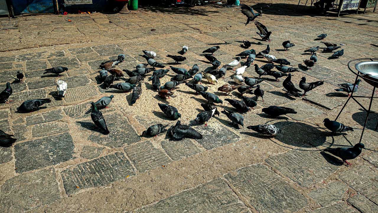nepal_pigeons