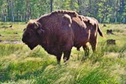 Национальный парк «Беловежская пуща»