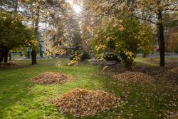 Территория Санатория Буг осенью - уборка листьев на территории Территория Санатория Буг осенью - уборка листьев на территории