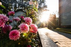 Территория Санатория Буг летом - красивые цветы Территория Санатория Буг летом - красивые цветы