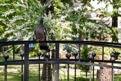 Территория Санатория Буг летом - летучие отдыхающие Территория Санатория Буг летом - летучие отдыхающие