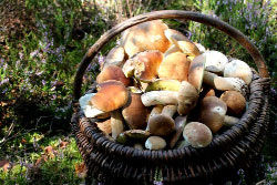 Экскурсия «Тайны Прибужского Полесья»