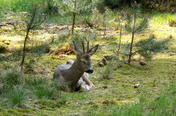 Экскурсия «Тайны Прибужского Полесья»