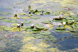 Экскурсия «Тайны Прибужского Полесья»
