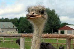 Экскурсия в г.Кобрин с посещением страусиной фермы и музея имени А.В. Суворова