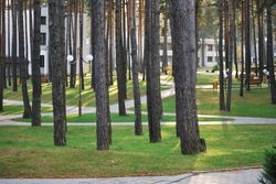 Территория Санатория Энергетик летом - деревья