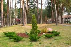 Территория Санатория Энергетик летом - озеленение