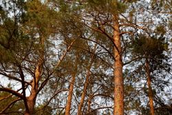 Территория Санатория Энергетик летом - хвойный лес на территории