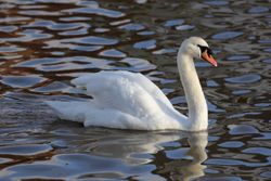 Территория Санатория Энергетик летом - лебедь на Волпянском водохранилище