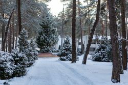 Территория Санатория Энергетик зимой - новогодняя ёлка