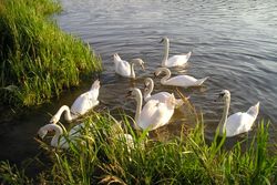 Отдых в Санатории Энергетик - лебеди, живущие на водохранилище