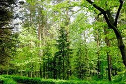 Национальный парк «Беловежская пуща»