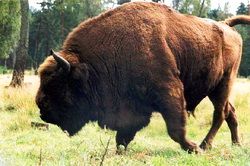 Национальный парк «Беловежская пуща»