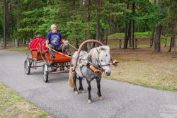 Отдых в Санатории Ружанский - карета для катания маленьких отдыхающих