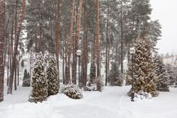 Территория Санатория Ружанский зимой - дорожка на территории