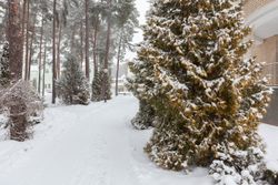 Территория Санатория Ружанский зимой - яркое озеленение