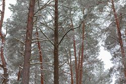 Территория Санатория Ружанский зимой - деревья в пушистом снегу