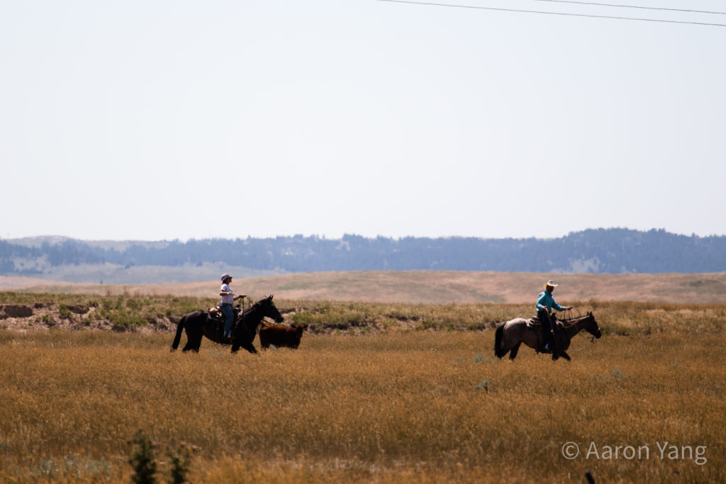 the gold land of dakotas