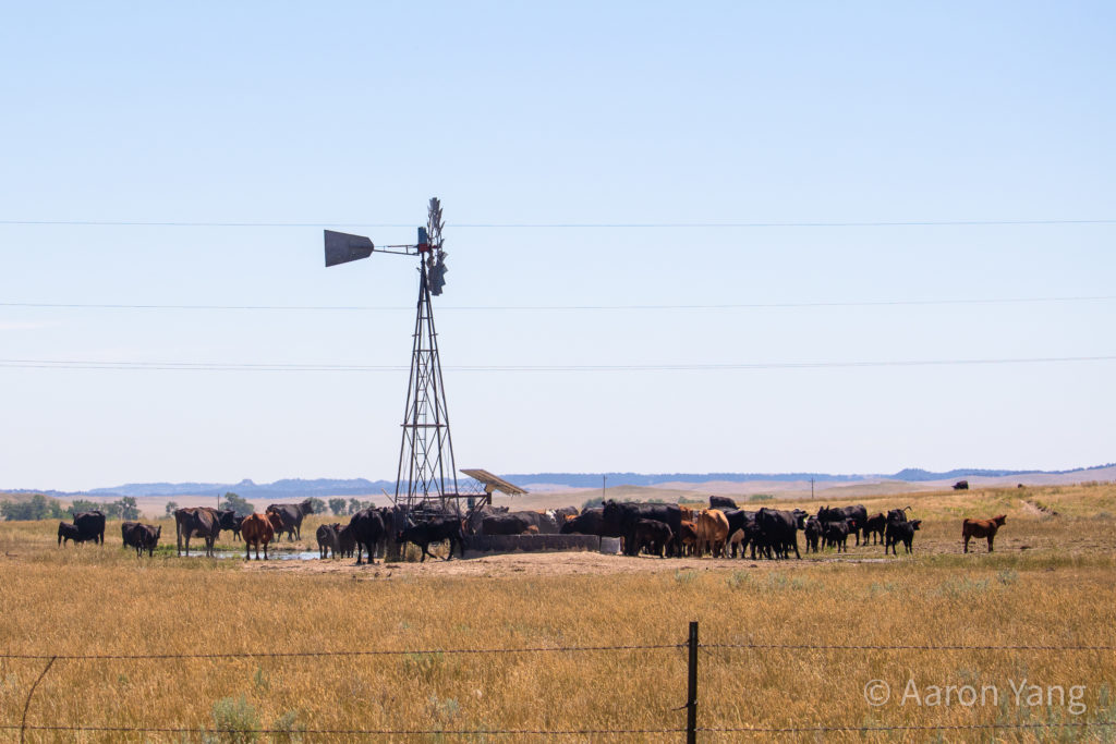 the gold land of dakotas