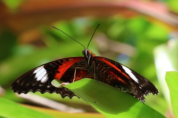 Australian Butterfly Sanctuary Kuranda: Is it worth it?