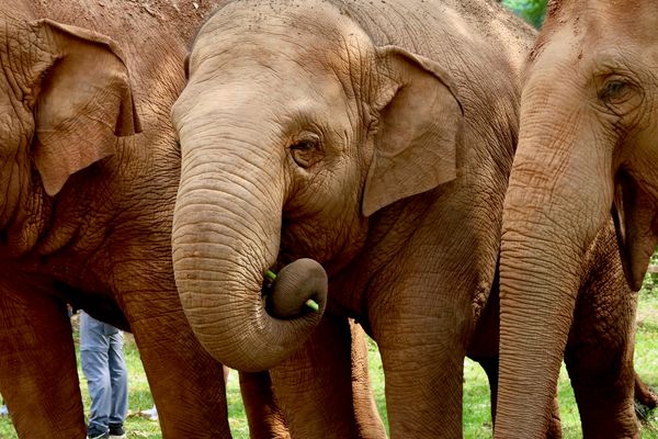 Elephant Nature Park: For elephants, not entertainment
