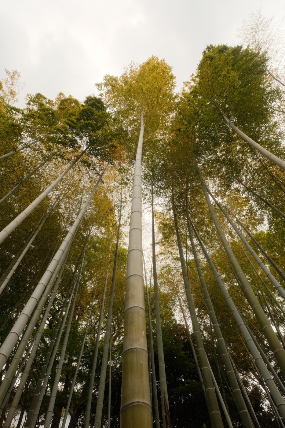 Bambu