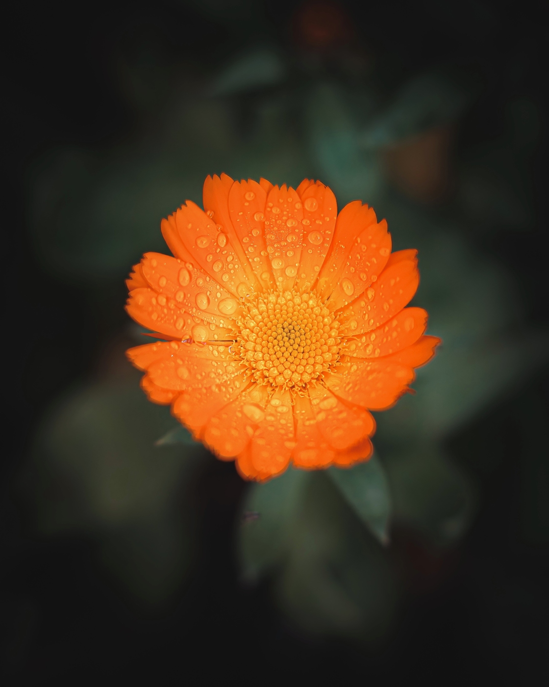 Blött i blomman