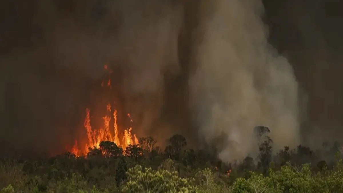 Câmara decide endurecer penas para quem causar incêndios florestais